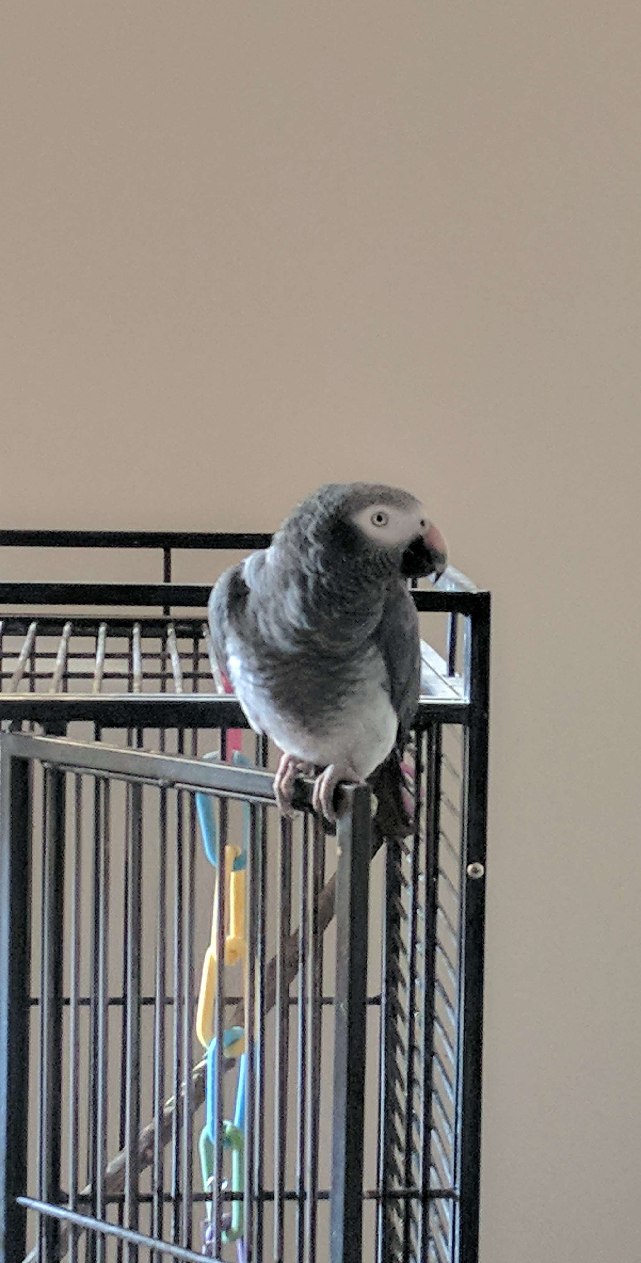 Gregy the African Grey Parrot